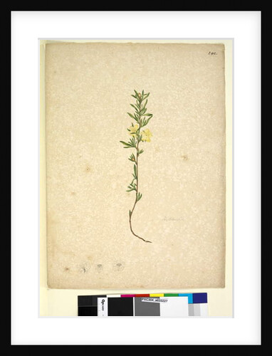 Page 242. Hibbertia, c.1803-06 by John William Lewin