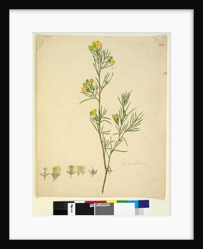 Page 244. Gompholobium, c.1803-06 by John William Lewin