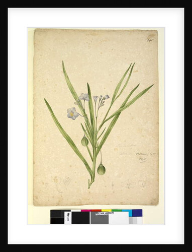 Page 245. Solanum vescum, c.1803-06 by John William Lewin