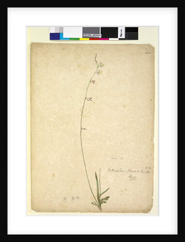 Page 246. Arthropodium paniculatum, c.1803-06 by John William Lewin