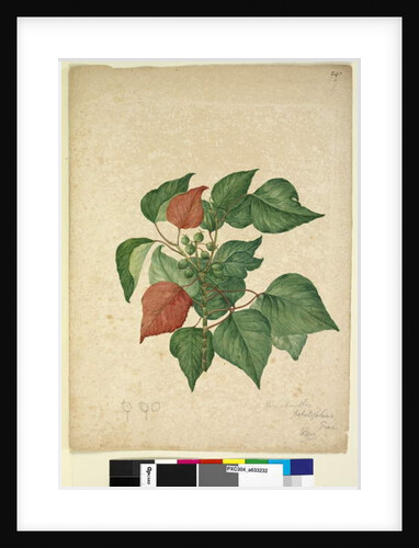 Page 247. Homolanthus populifolius/Omalanthus populifolius, c.1803-06 by John William Lewin
