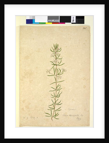 Page 248. Zieria laevigata, c.1803-06 by John William Lewin