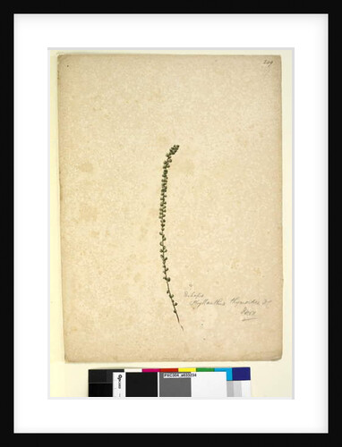 Page 249. Perhaps Phyllanthus thymoides, c.1803-06 by John William Lewin
