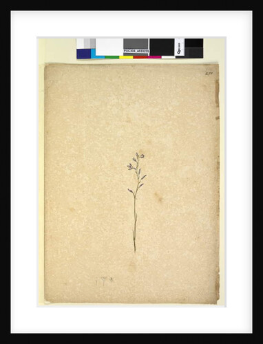 Page 250. Unidentified plant, c.1803-06 by John William Lewin