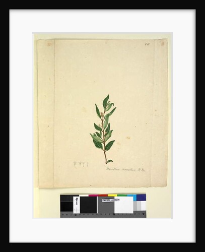 Page 251. Marsdenia suaveolens, c.1803-06 by John William Lewin