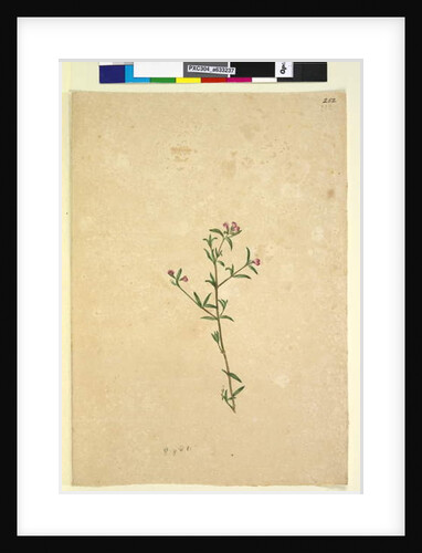 Page 252. Unidentified plant, c.1803-06 by John William Lewin