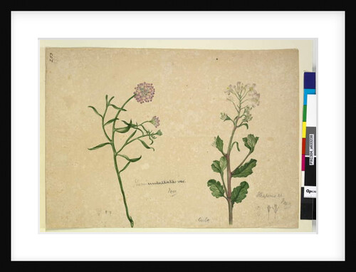 Page 253. Iberis umbellata; Hesperis sp., c.1803-06 by John William Lewin
