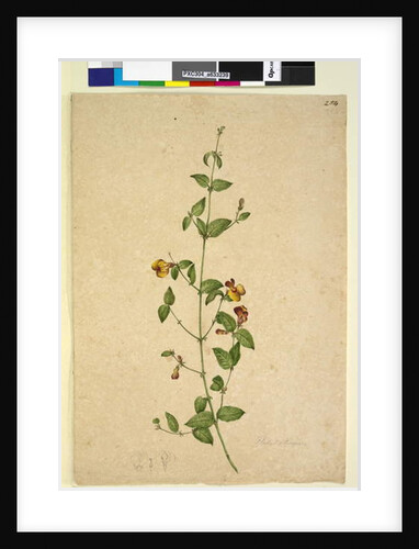 Page 254. Platylobium, c.1803-06 by John William Lewin