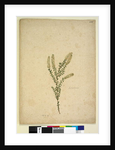 Page 255. Melaleuca, c.1803-06 by John William Lewin