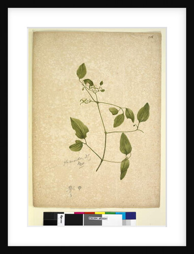 Page 256. Clematis glycinoides, c.1803-06 by John William Lewin