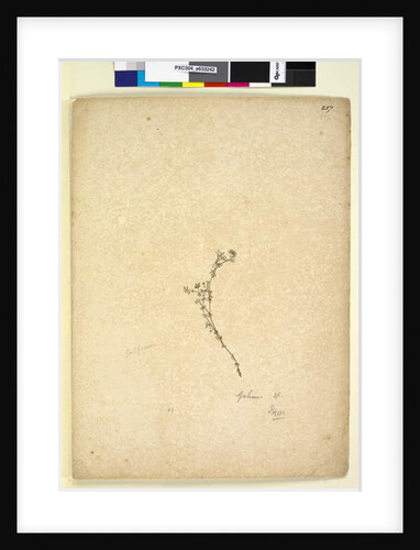 Page 257. Galium sp., c.1803-06 by John William Lewin
