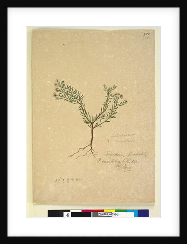 Page 258. Poranthera ericifolia, c.1803-06 by John William Lewin