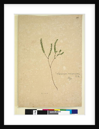 Page 260. Leucopogon margarodes, c.1803-06 by John William Lewin
