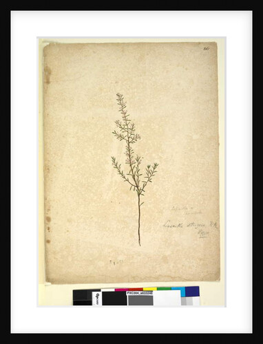 Page 261. Lissanthe strigosa, c.1803-06 by John William Lewin