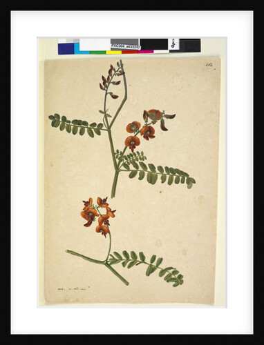 Page 262. Signed: I.W.L. 30 Nov. 1805, 1805 by John William Lewin