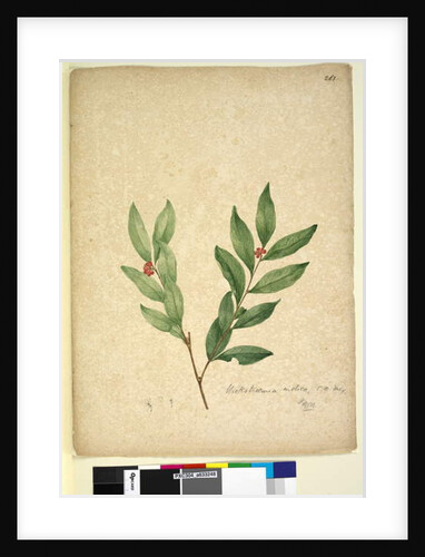 Page 263. Wikstroemia indica, c.1803-06 by John William Lewin