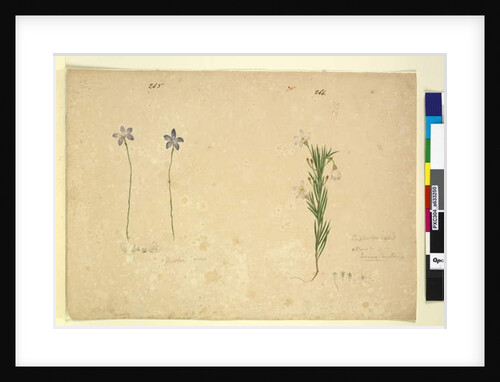 Page 265. Glossodia minor; 266. Ricinocarpus, c.1803-06 by John William Lewin