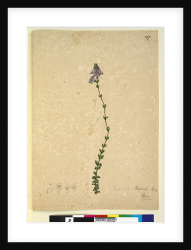 Page 267. Euphrasia brownii, c.1803-06 by John William Lewin