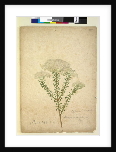 Page 268. Helichrysum diosmifolium/Ozothamnus diosmifolius, c.1803-06 by John William Lewin