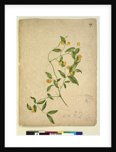 Page 269. Eustrephus latifolius, c.1803-06 by John William Lewin