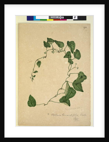 Page 270. Stephania hernandiaefolia, c.1803-06 by John William Lewin