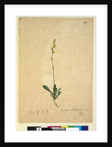 Page 271. Goodenia bellidifolia, c.1803-06 by John William Lewin
