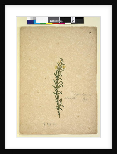 Page 272. Goodenia heterophylla, c.1803-06 by John William Lewin
