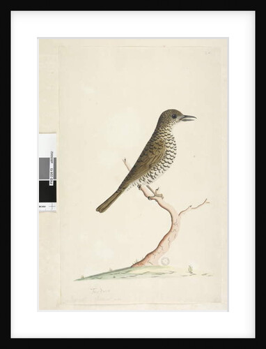 Page 3. Turdus by Unknown artist