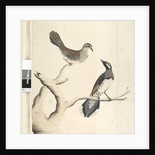 Page 4. Turdus by Unknown artist