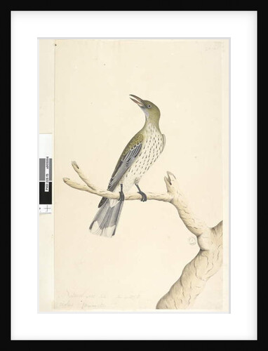 Page 5. Oriolus mimetis by Unknown artist