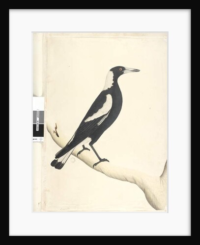 Page 6. Barita. above title in different hand May. Natural size Black, Backed Magpie Gymnorhina tibicen, 1791-92 by Unknown artist