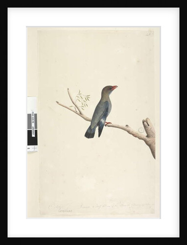 Page 8. Coraciae by Unknown artist