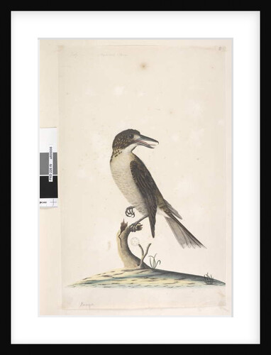 Page 9. Vanga by Unknown artist