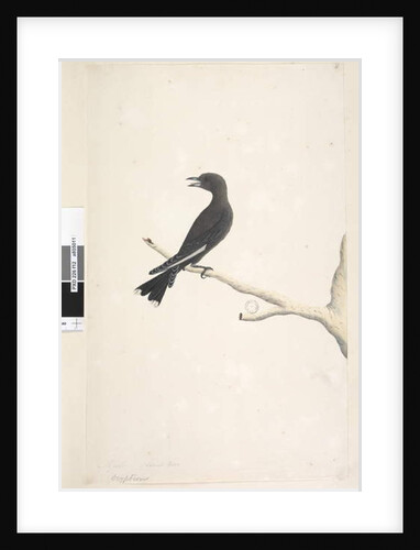 Page 12. Ocypterus by Unknown artist