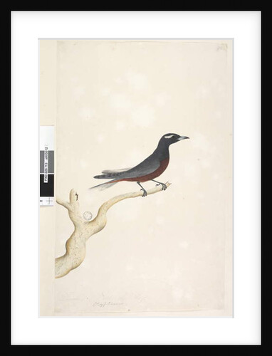 Page 13. Ocypterus by Unknown artist