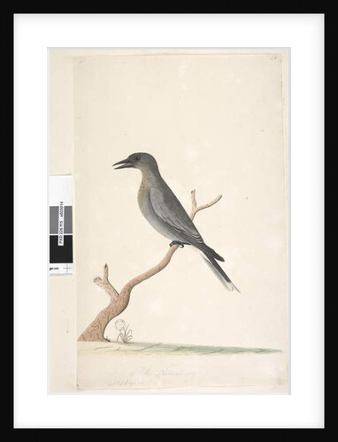 Page 15. Ceblephyris by Unknown artist