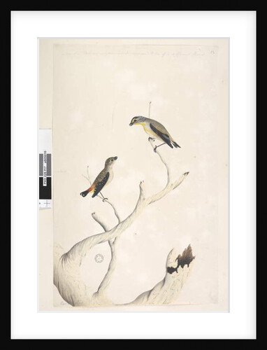 Page 17. Pardalotus by Unknown artist