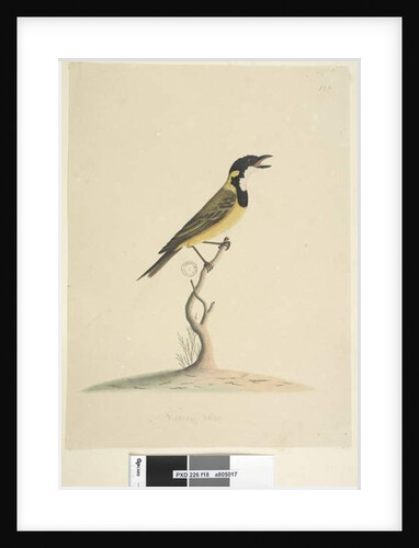 Page 18. Natural size Golden Whistler by Unknown artist