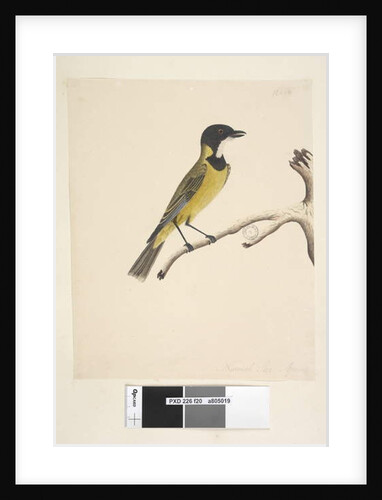 Page 20. Natural size. April Golden Whistler by Unknown artist