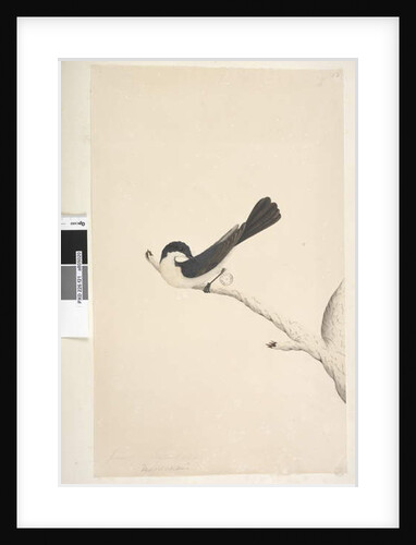 Page 21. Musciopa by Unknown artist