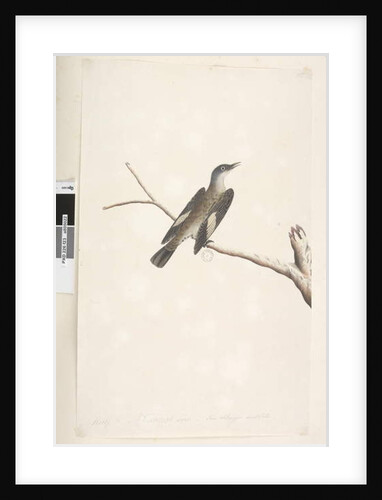 Page 23. May, natural size, iris & tongue doubtfull Brown Tree, Creeper Climacterus picumnus, 1791-92 by Unknown artist