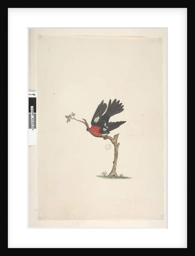 Page 24. Natural size Scarlet Robin Petroica multicolor, male, Norfolk Island, 1791-92 by Unknown artist