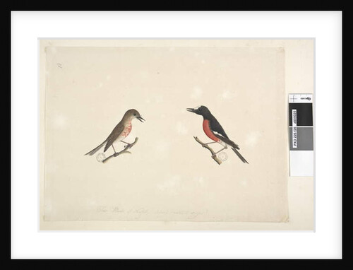 Page 26. Two birds of Norfolk Island Scarlet Robin, 1791-92 by Unknown artist