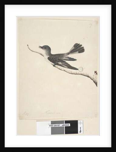 May. Natural size Hooded Robin, female Melanodryas cucullata, 1791-92, Page 27. by Unknown artist