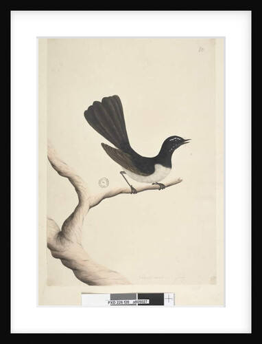 Page 28. Natural size, July Willie Wagtail by Unknown artist