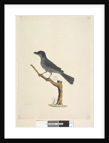 Page 29. Blackbird by Unknown artist