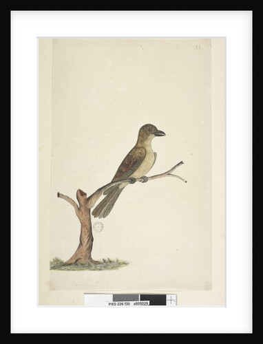 Page 30. ...? Norfolk Island Blackbird? by Unknown artist