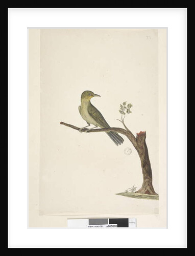 Page 31....? Slender, Billed White, Eye Zosterops tenuirostris, 1791-92 by Unknown artist