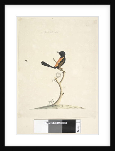Page 33. Natural size Red, Backed Wren Malurus melanocephalu,male, 1791-92 by Unknown artist