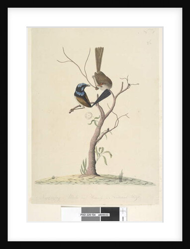 Page 34. Mo,ro,dru,ing, male and female, natural size Superb Blue Wren Malarus cyaneus, 1791-92 by Unknown artist
